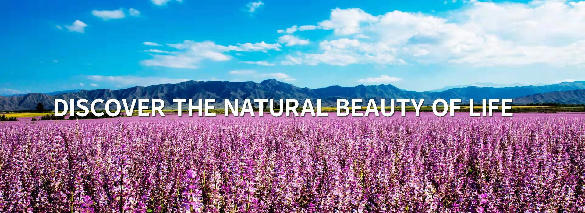 轉(zhuǎn)自中國(guó)網(wǎng):“天美生物:20年深耕香紫蘇技術(shù)研發(fā)服務(wù)大健康產(chǎn)業(yè)高質(zhì)量發(fā)展”